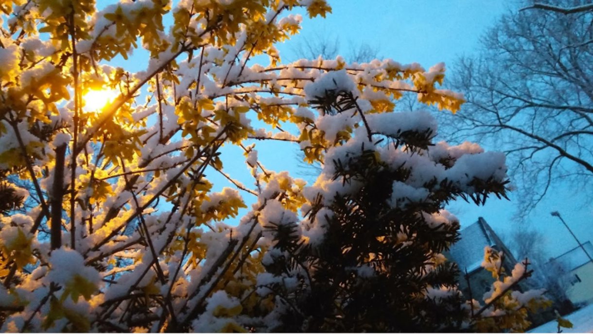 Snow covered trees