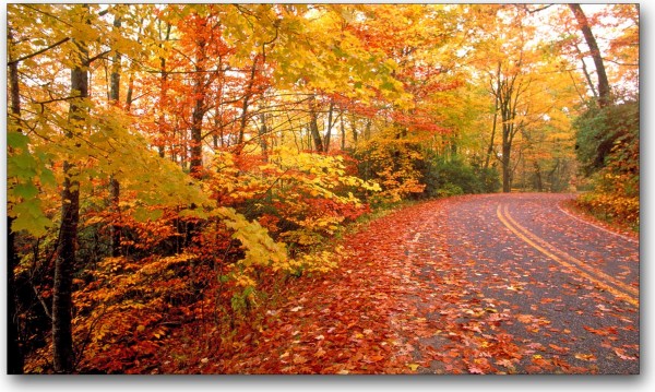 Road through trees