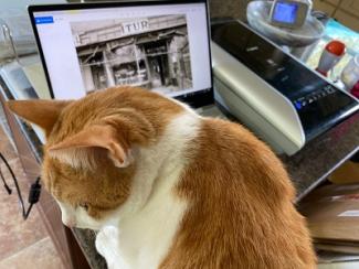 Drew's "coworker"/cat, Ringo, working alongside him